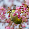 河津桜とメジロ⑧