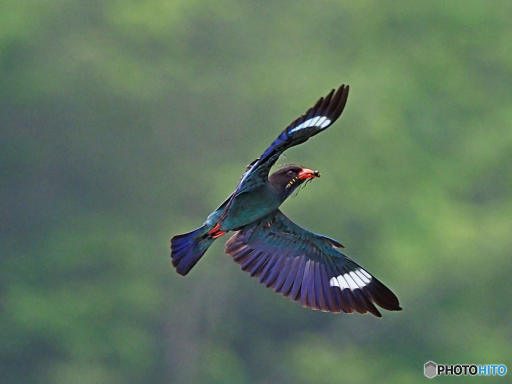 ブッポウソウ④