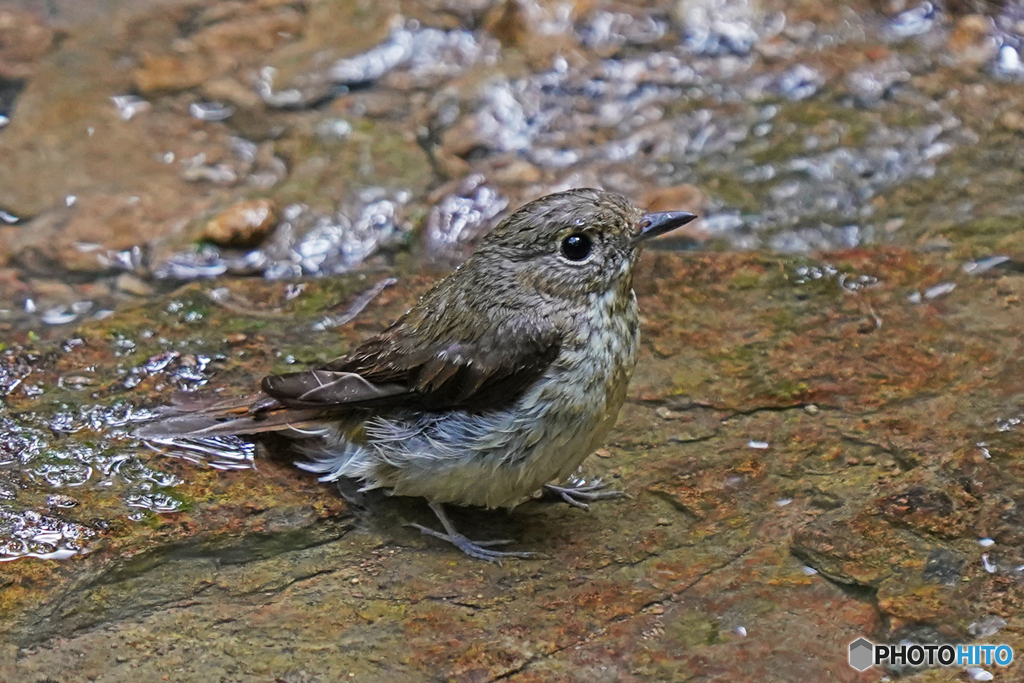 キビタキ♀