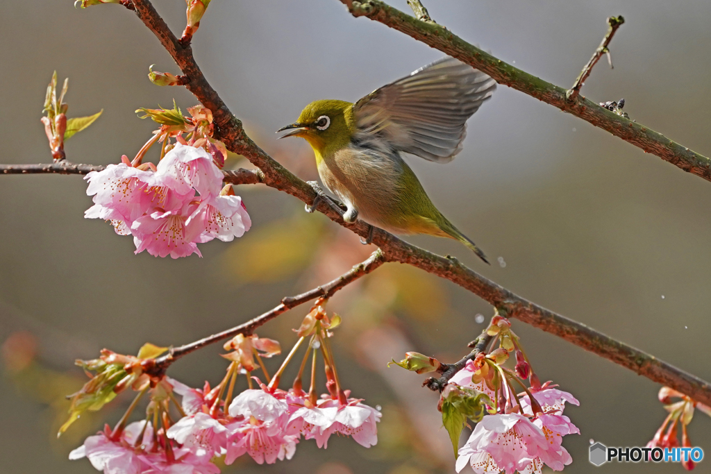 桜ジロー②