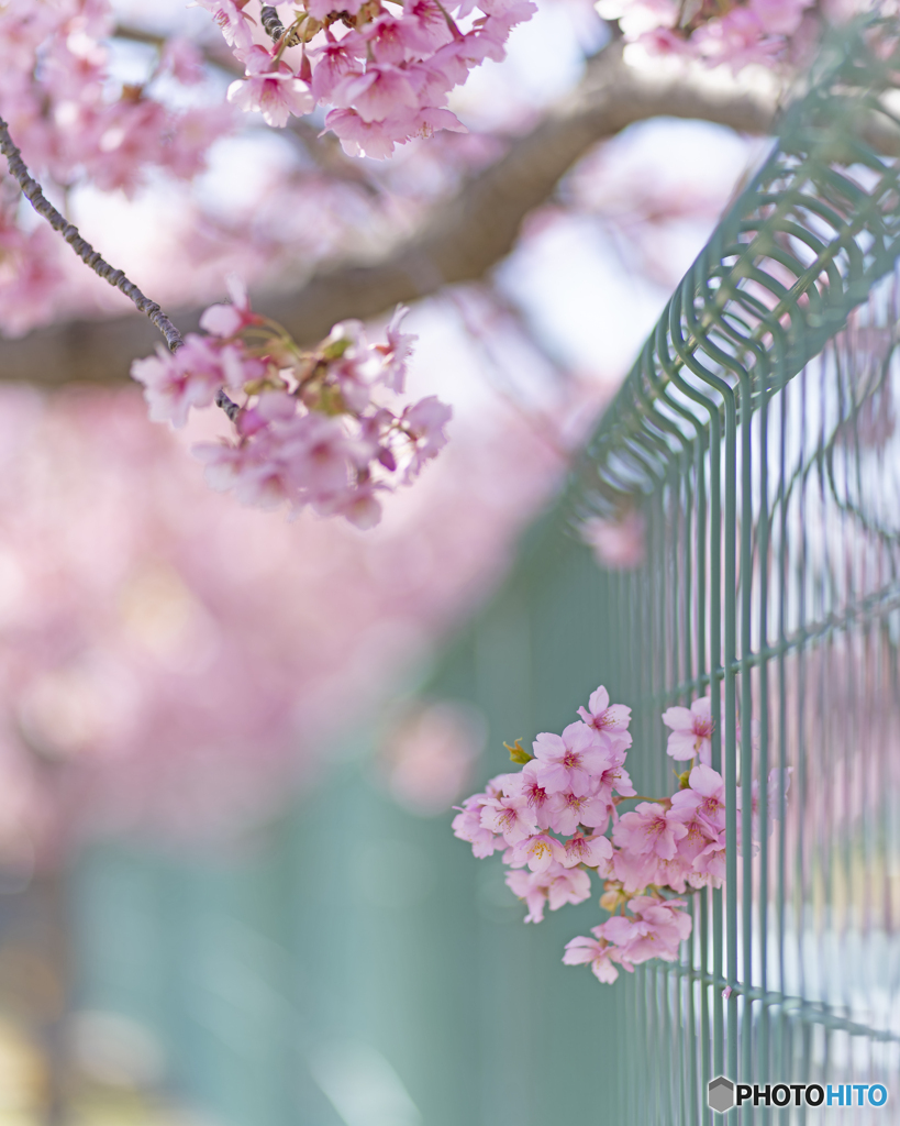 大島川桜回廊①