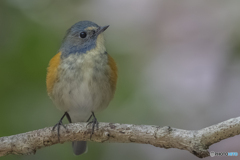 ルリビタキ②
