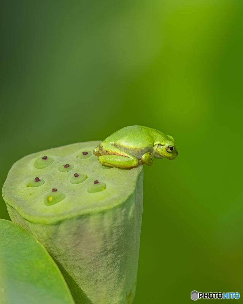 蓮の花とアマガエル⑤