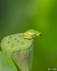 蓮の花とアマガエル⑤