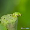 蓮の花とアマガエル⑤