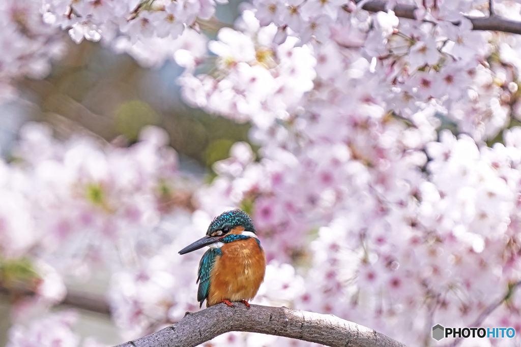 桜カワセミ①