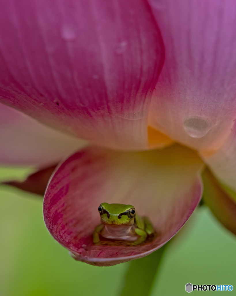 蓮の花とアマガエル
