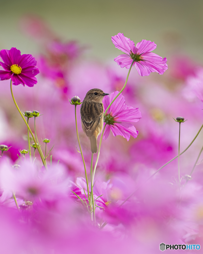 秋桜②