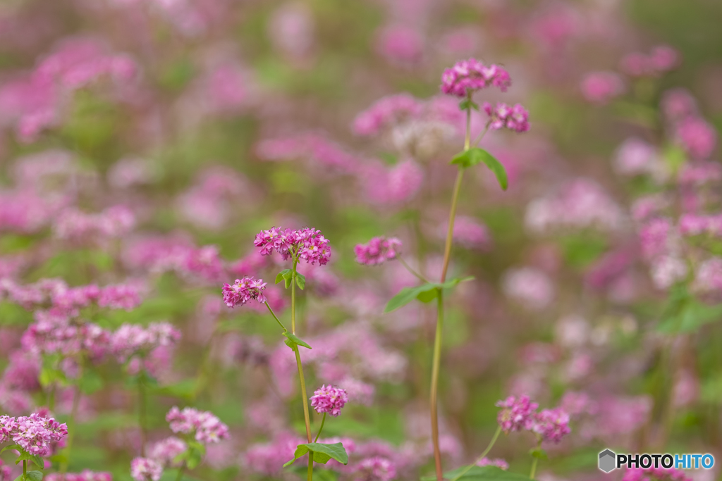 赤そばの花②