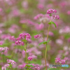 赤そばの花②