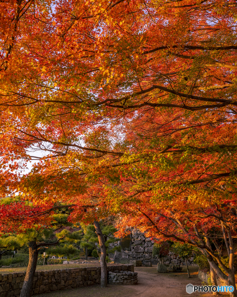 姫路城の紅葉④