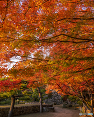 姫路城の紅葉④
