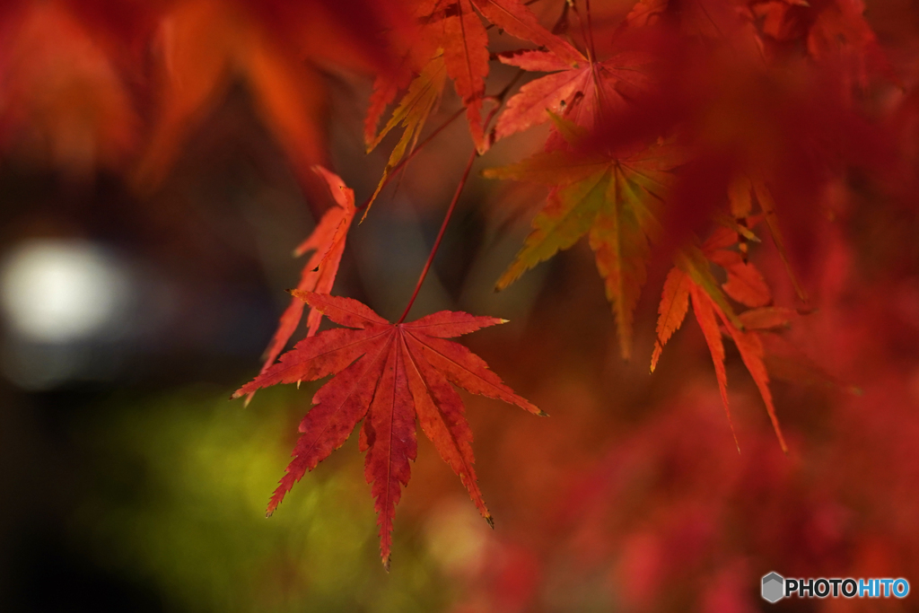 紅葉ライトアップ⑧