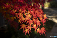 紅葉②