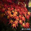 紅葉②