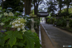 新宮八幡神社②
