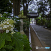 新宮八幡神社②