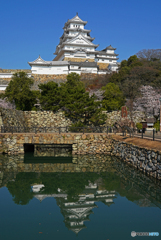 姫路城と桜Ⅰ