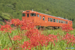 播但線と彼岸花③