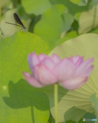 蓮の花とトンボ②