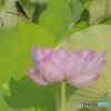 蓮の花とトンボ②