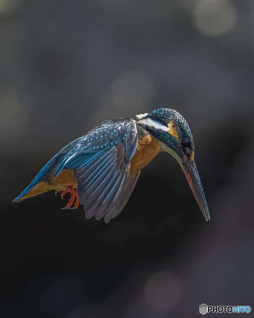 カワセミ①