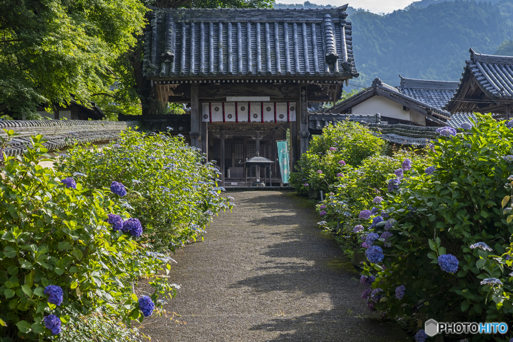 弥勒寺の紫陽花①