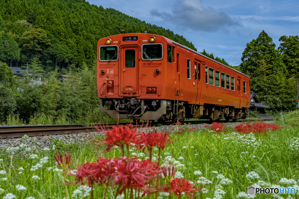 彼岸花と列車