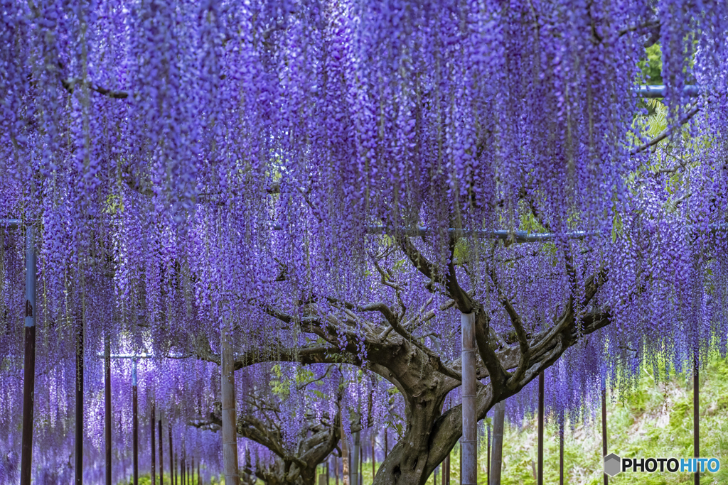 白毫寺③