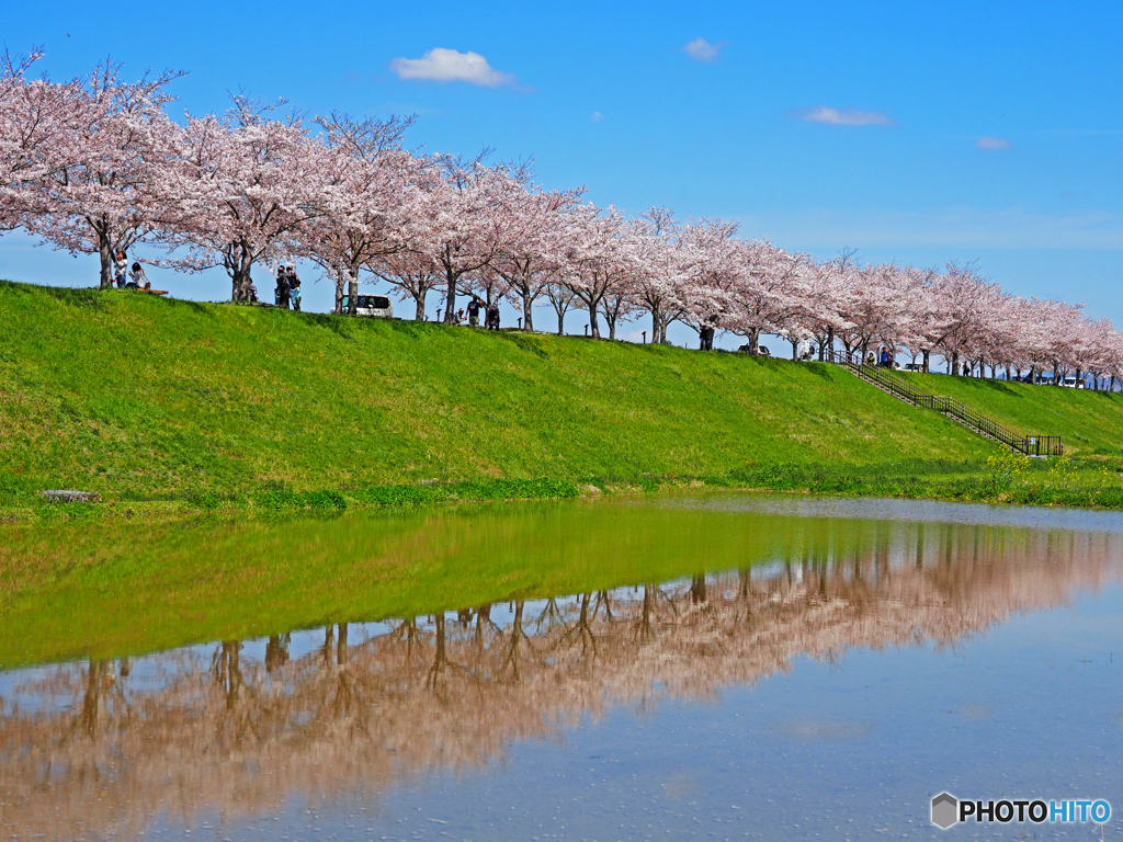 逆さ桜