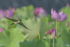 蓮の花とツバメ②