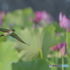 蓮の花とツバメ②