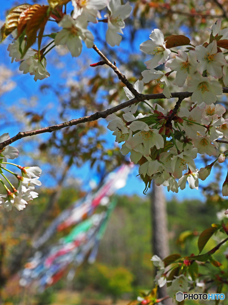 桜と鯉のぼり