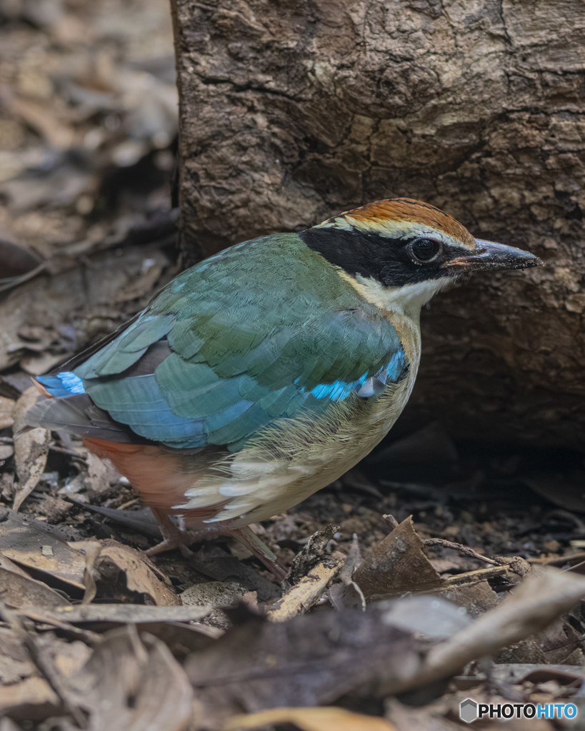 ヤイロチョウ②