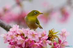 河津桜とメジロ⑤