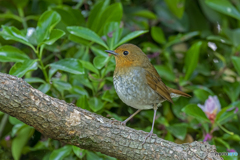 コマドリ♀