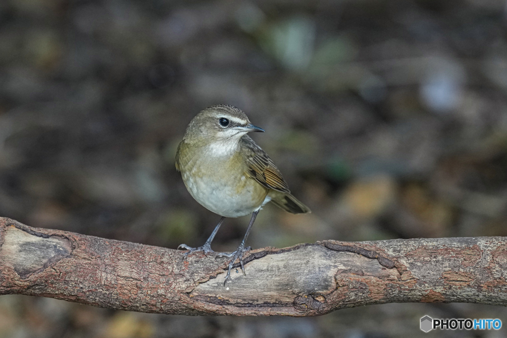 ノゴマ♀②