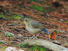 コルリ♀