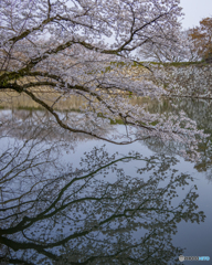 姫路城と桜