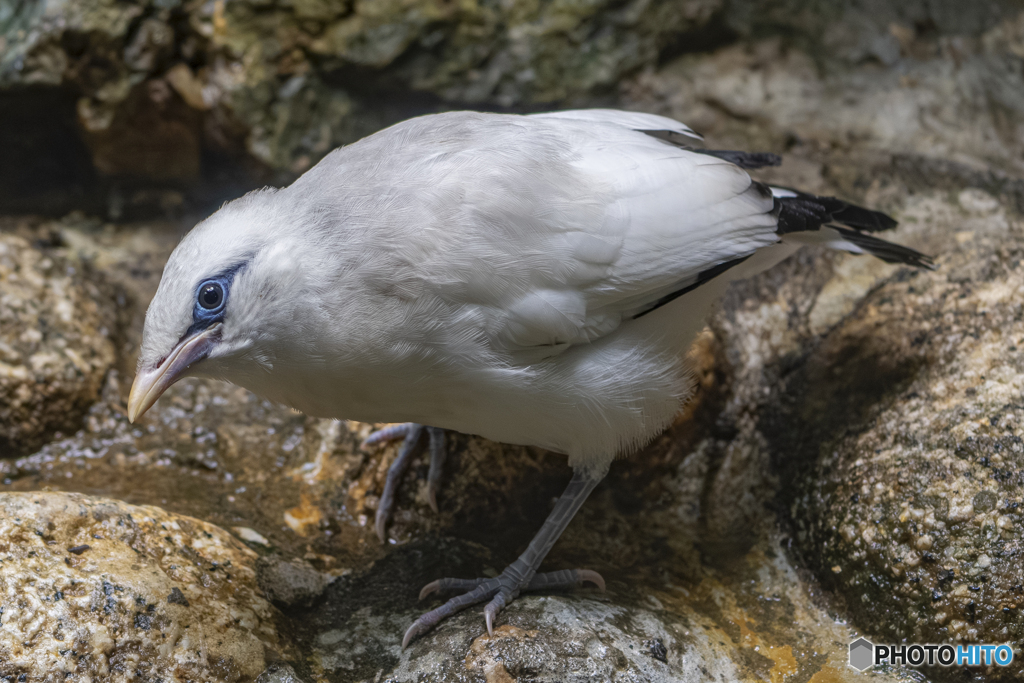 カンムリシロムク