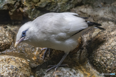 カンムリシロムク