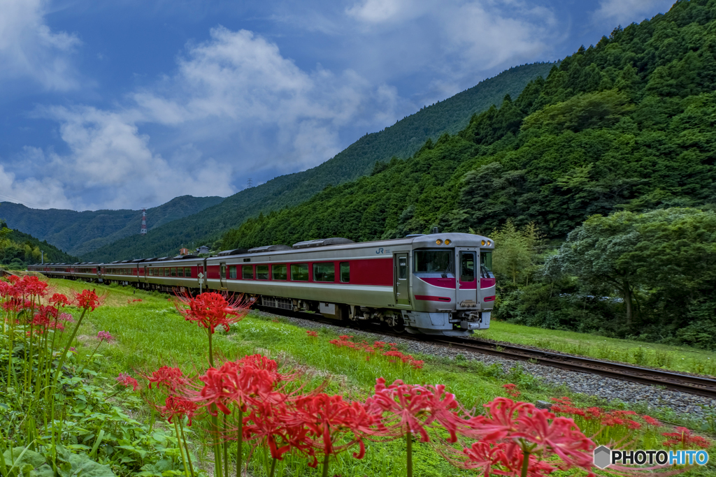 はまかぜと彼岸花