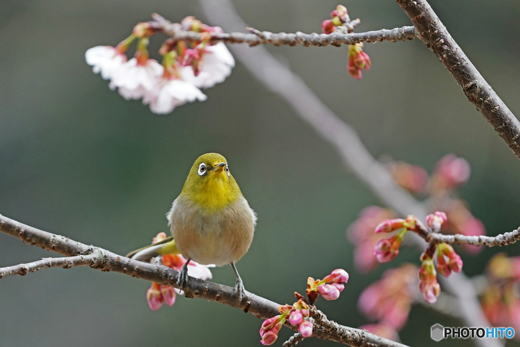 桜ジロー⑥