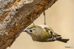 キクイタダキ②