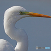 チュウサギ