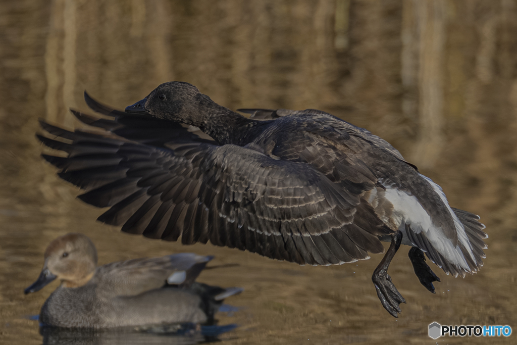 コクガン幼鳥①