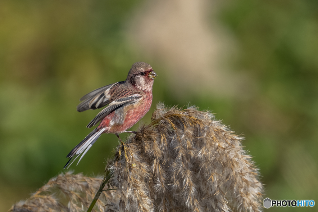 ベニマシコ♂①