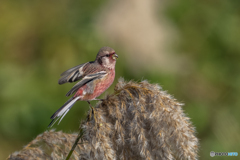 ベニマシコ♂①