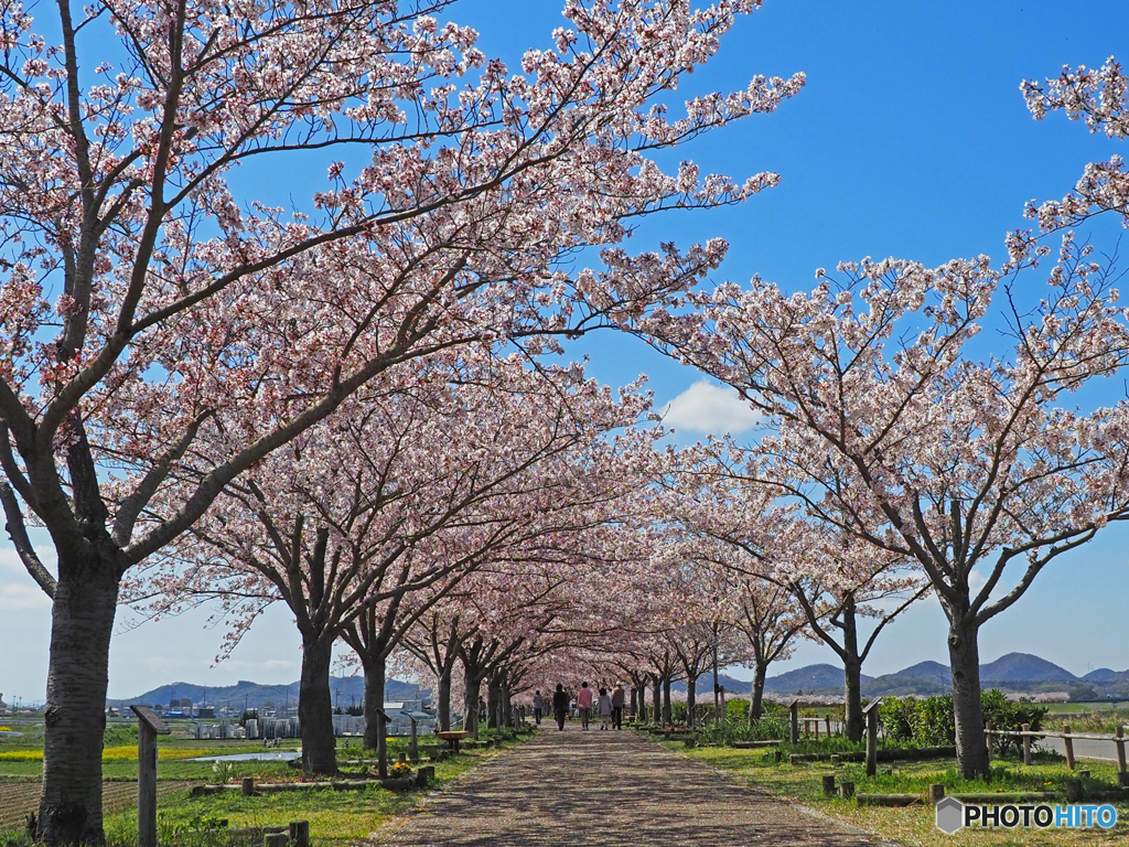 桜トンネル