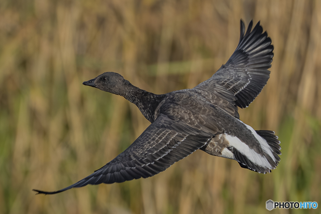 コクガン幼鳥②